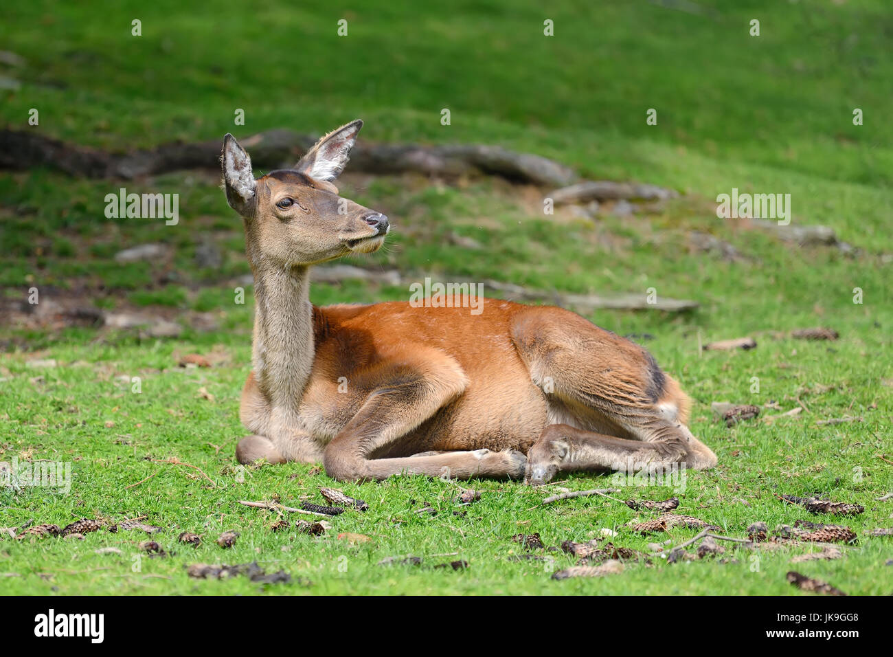 Enge junge weibliche Hirsche im Sommer Wald Stockfoto