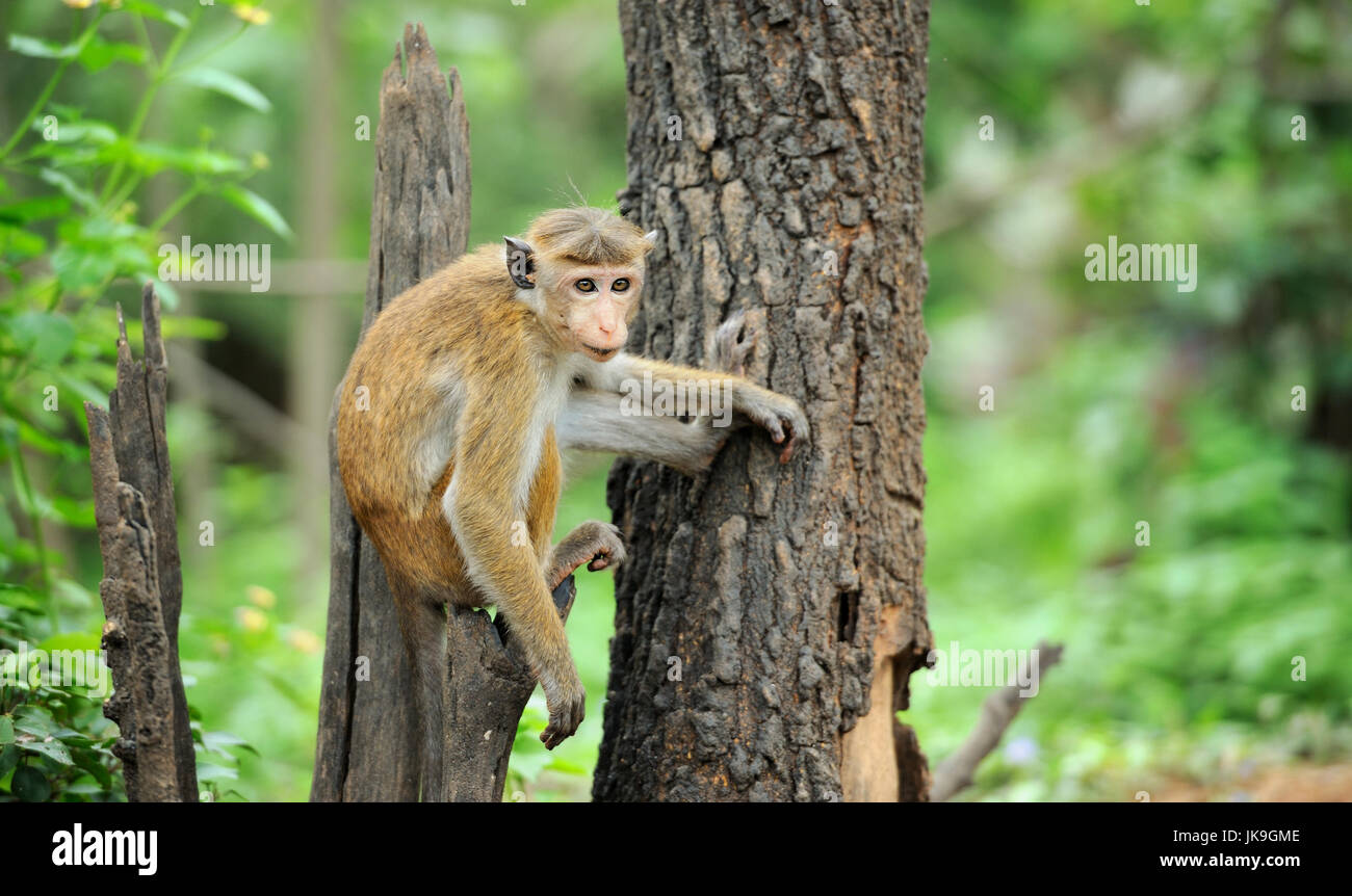 Affe in der lebenden Natur. Land von Sri Lanka Stockfoto