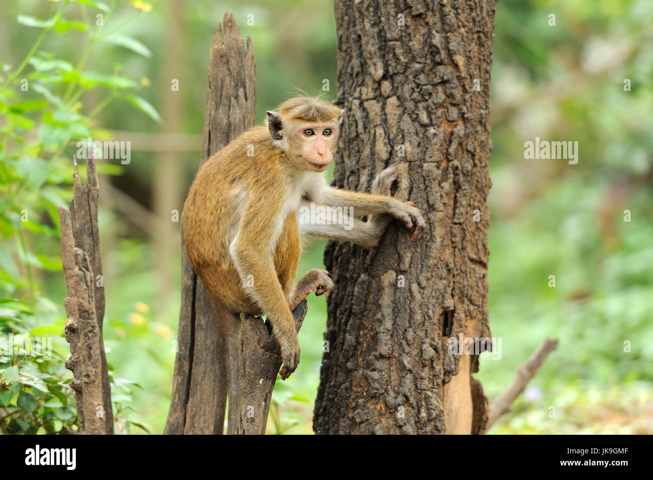 Affe in der lebenden Natur. Land von Sri Lanka Stockfoto