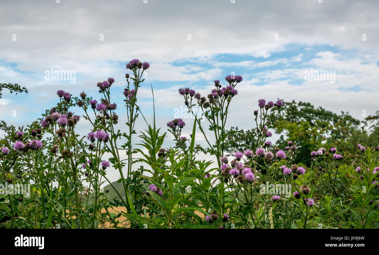 Niedrige Perspektive der hoch wachsenden Schottischen Baumwolle Disteln, Onopordum acanthium, gegen den blauen Himmel im Sommer, East Lothian, Schottland, Großbritannien Stockfoto