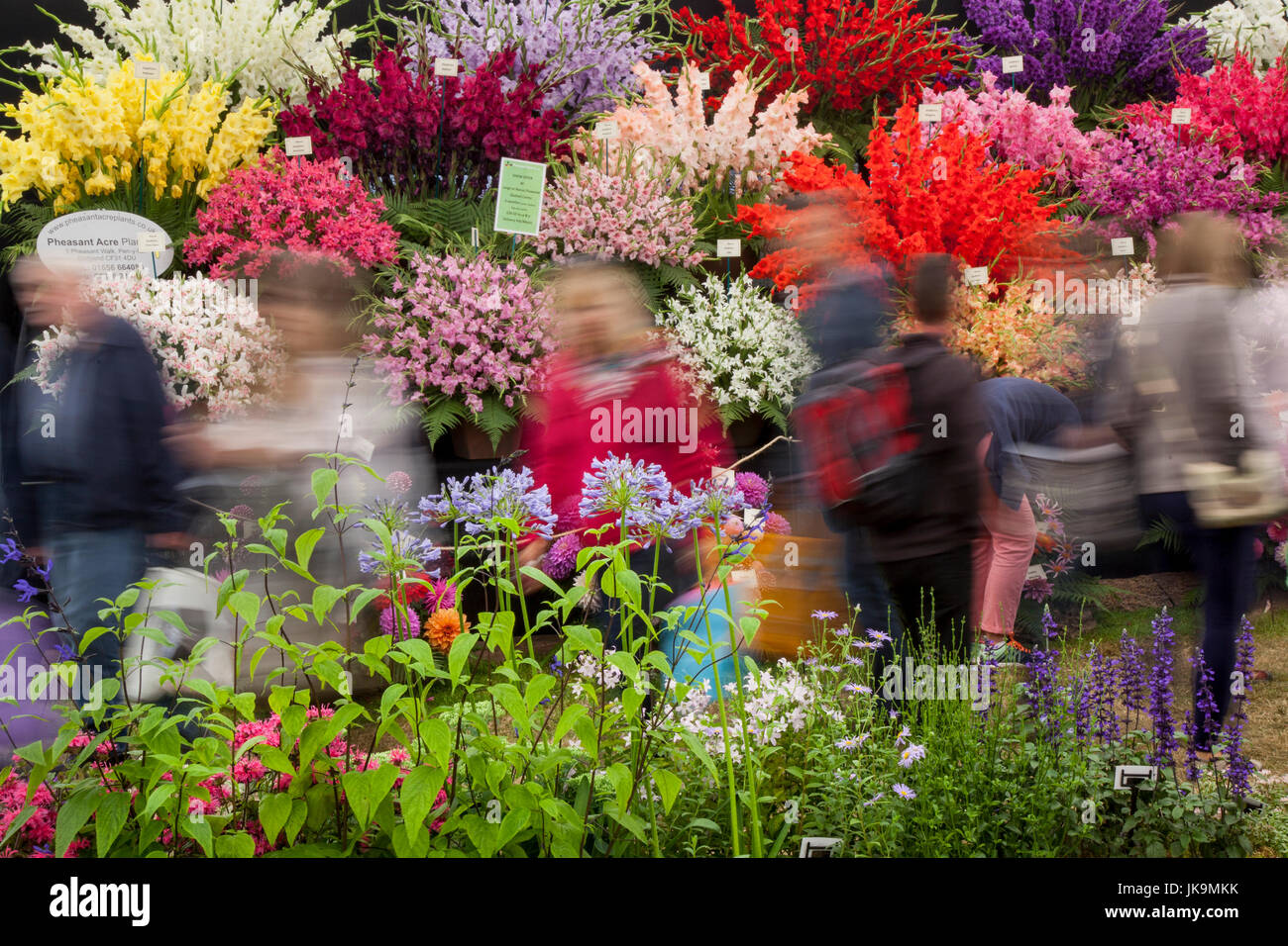 2017. Tatton Park Blume zeigen., Knutsford, UK Stockfoto