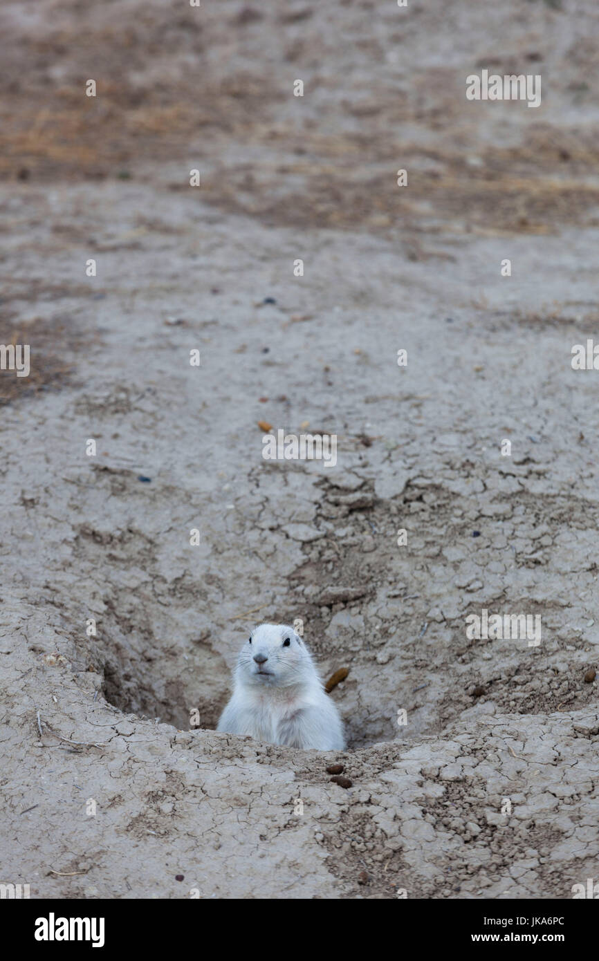 USA, South Dakota, flache Kaktus, weiße Präriehund Cynomys leucurus Stockfoto