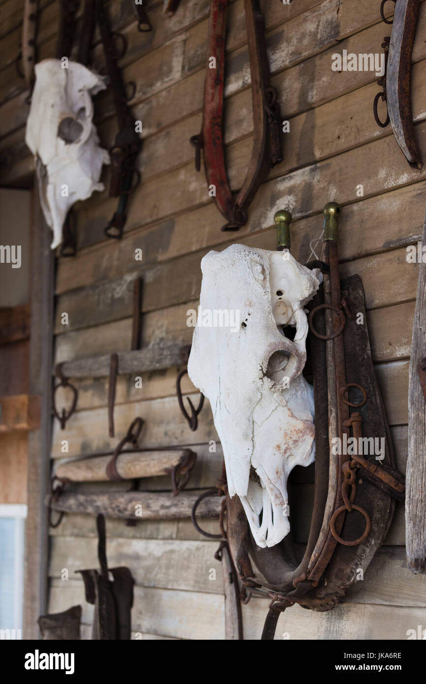 USA, South Dakota, Rapid City, Fort Hays, alte Kuh Schädel Stockfoto