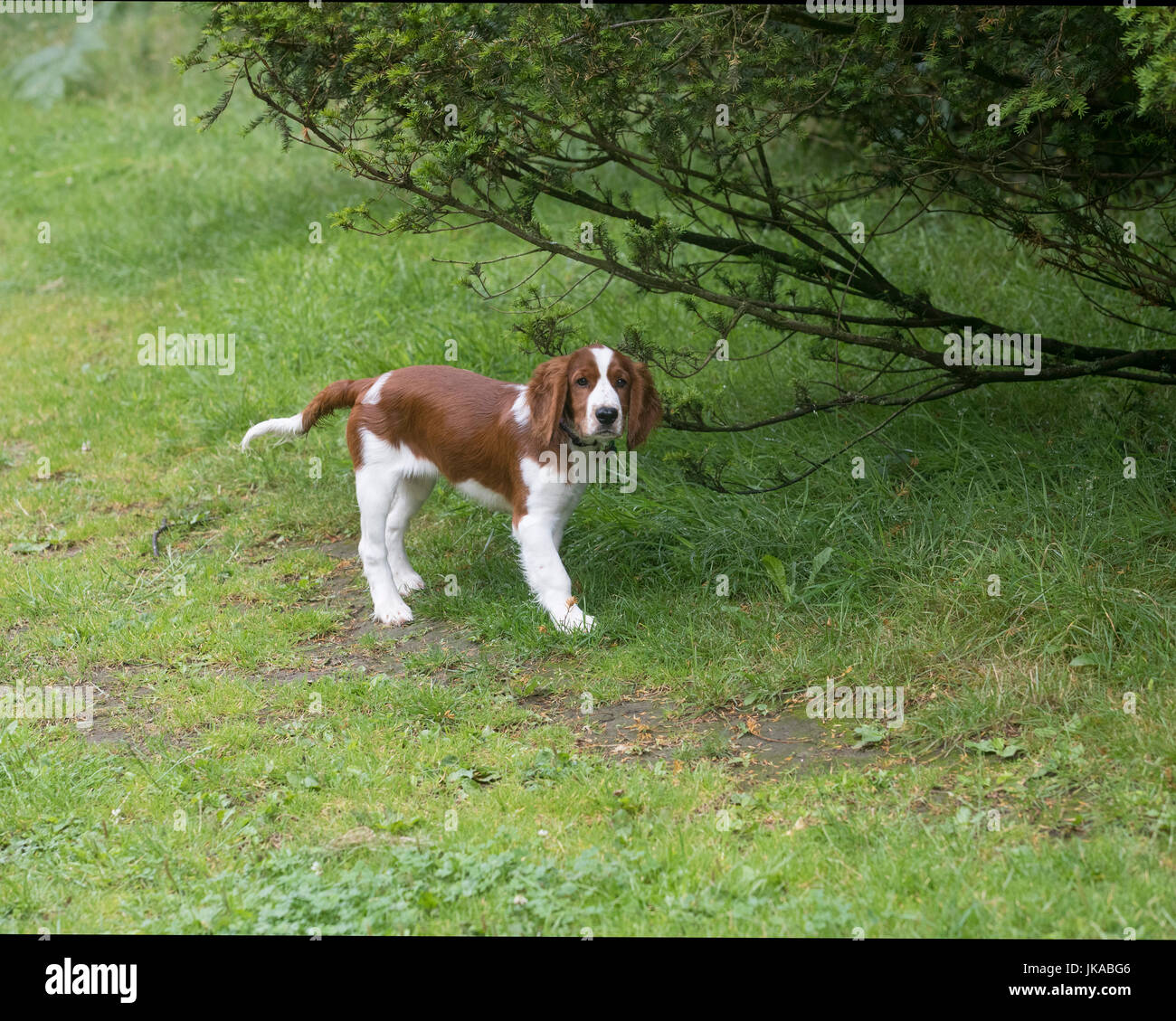 Einen 14 Wochen alten Stammbaum Welsh Springer Spaniel Welpen Stockfoto