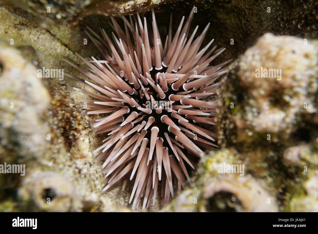 Eine grabende Urchin Echinometra Mathaei, unter Wasser versteckt in ein Loch in die Korallen, Lagune von Bora Bora, Pazifik, Französisch-Polynesien Stockfoto