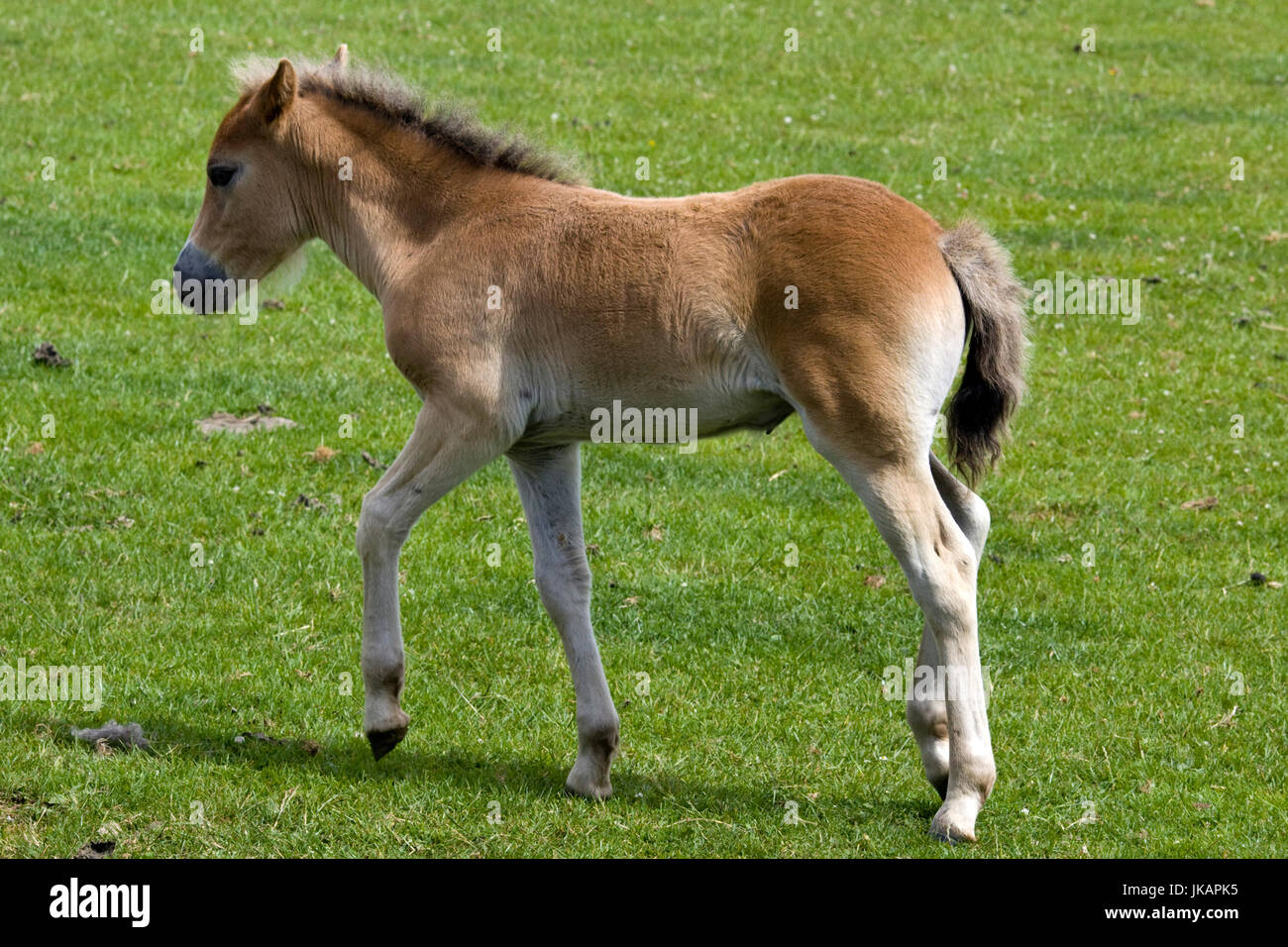 Exmoor Pony Fohlen zu Fuß in ein Feld Stockfoto