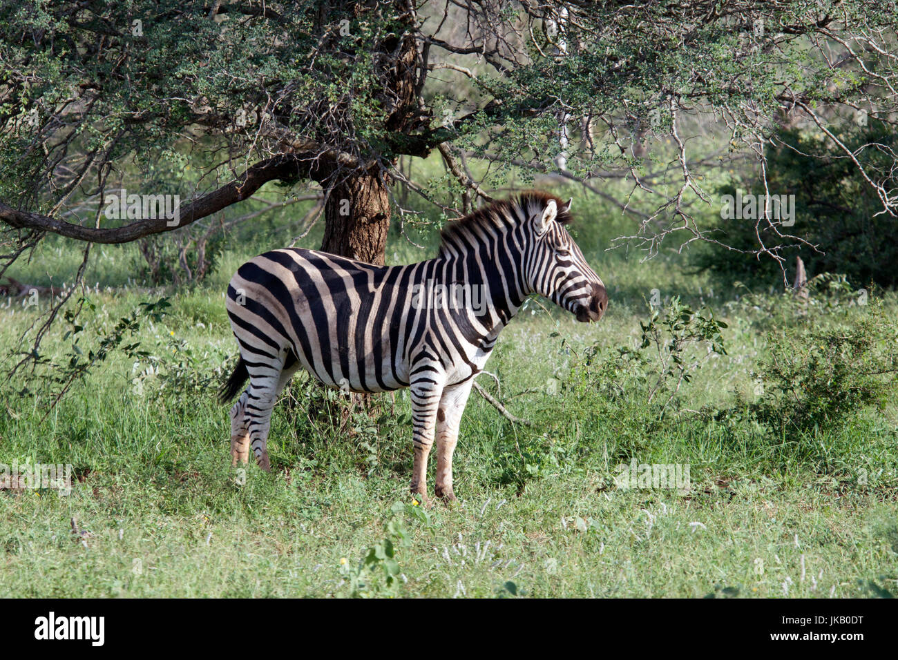 Ebenen Zebra Kruger Nationalpark in Südafrika Stockfoto