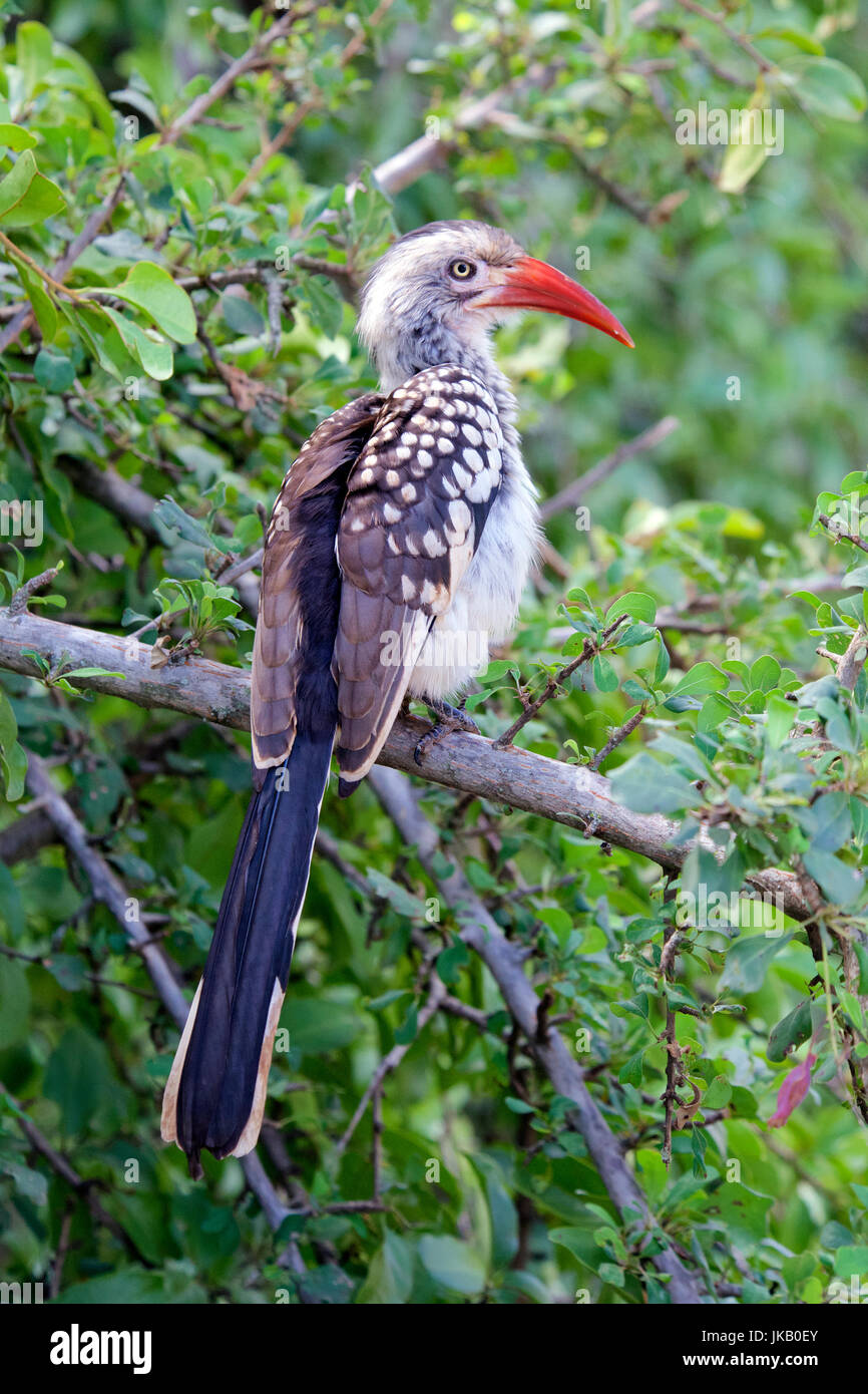 Rot in Rechnung gestellt Hornbill Kruger Nationalpark in Südafrika Stockfoto