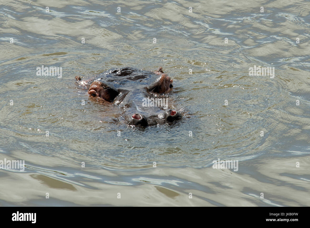 Getauchten Nilpferd im Fluss Krüger Nationalpark in Südafrika Stockfoto