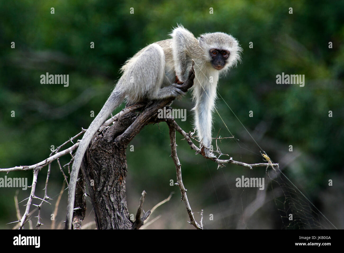 Junge Vervet Affen spielen mit Spinnen Web Krüger Nationalpark in Südafrika Stockfoto