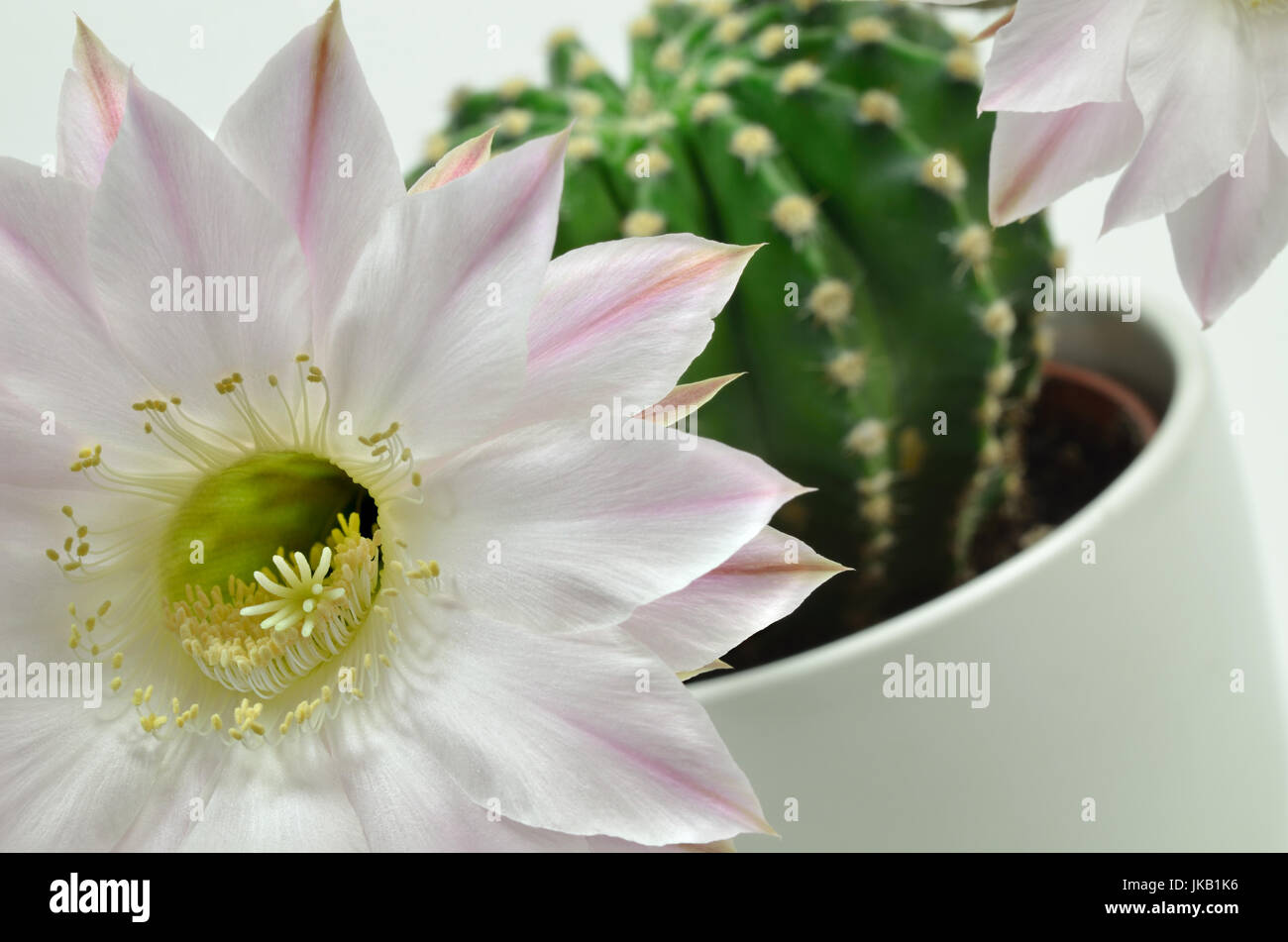 Nahaufnahme einer Knigin der Nacht-Kaktus mit zwei Blten, Nahaufnahme,  Makro, weier Hintergrund Stockfotografie - Alamy