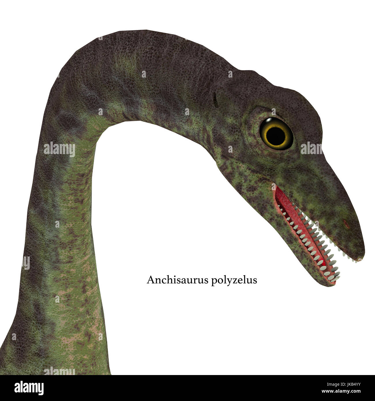 Anchisaurus war ein Allesfresser prosauropod Dinosaurier, der in der Jurassic Perioden von Nordamerika, Europa und Afrika lebte. Stockfoto