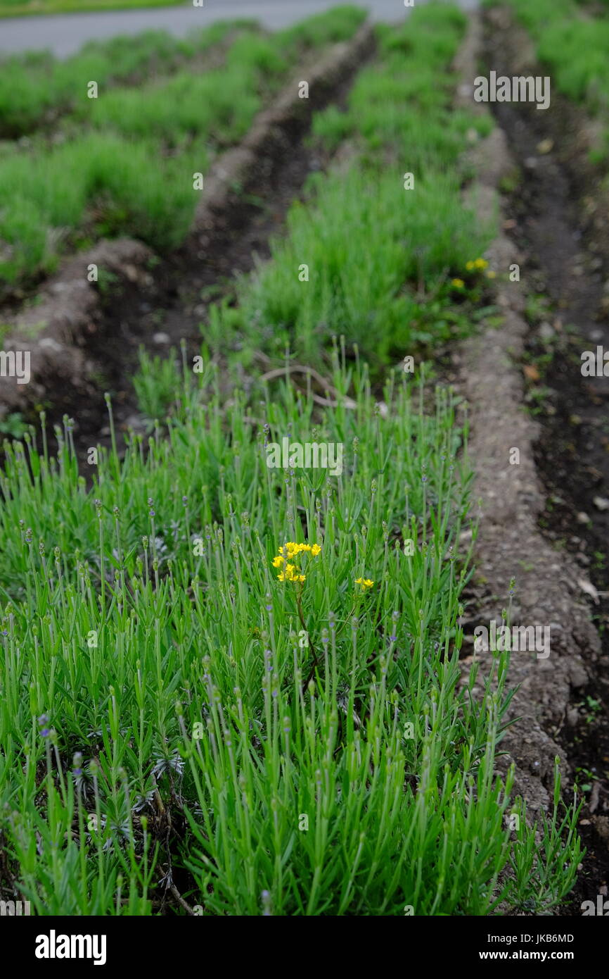 Die erste blühende Blume? Oder ein Unkraut? Stockfoto