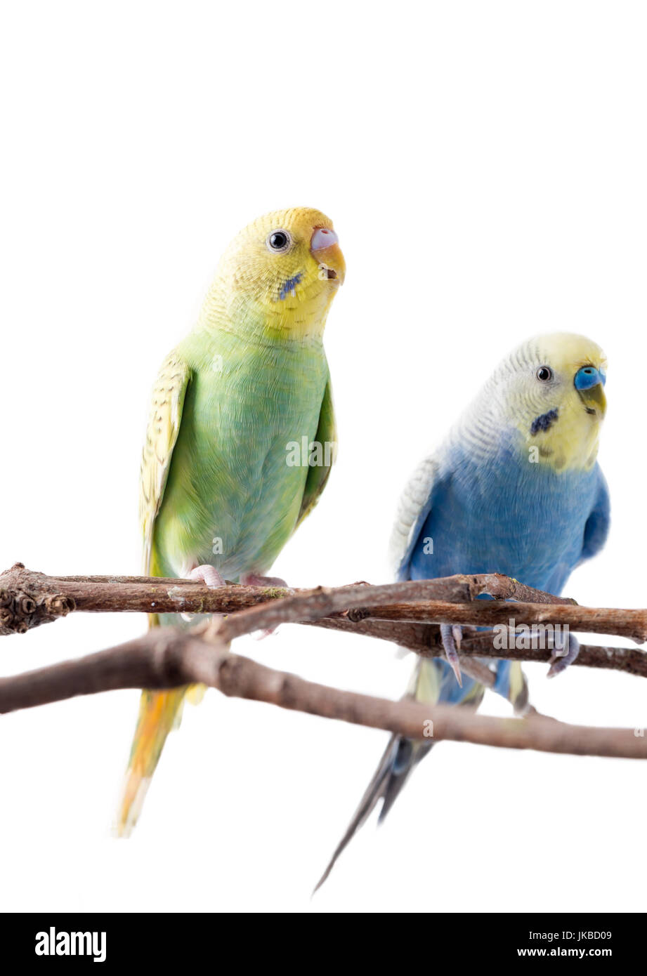 Dieser Vogel ist eine schöne Farbe, gelb und blau Wellensittich (Melopsittacus Undulatus) isoliert auf weißem Hintergrund und beliebt wie ein Haustier zu Hause. Stockfoto