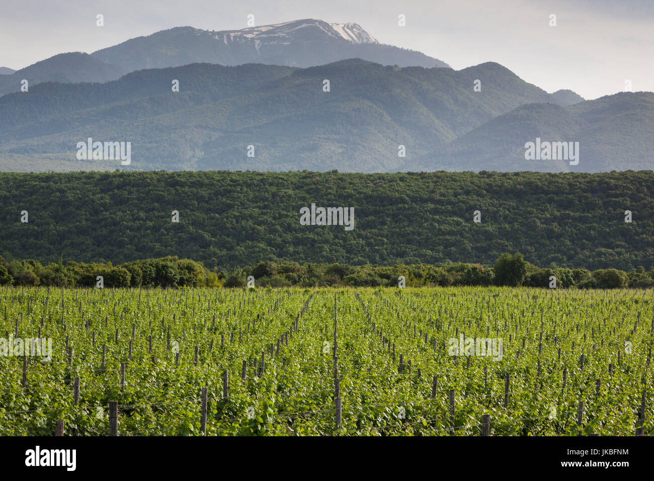 Griechenland, Mazedonien Zentralregion, Dion, Weinberg im Schatten des Olymp Stockfoto