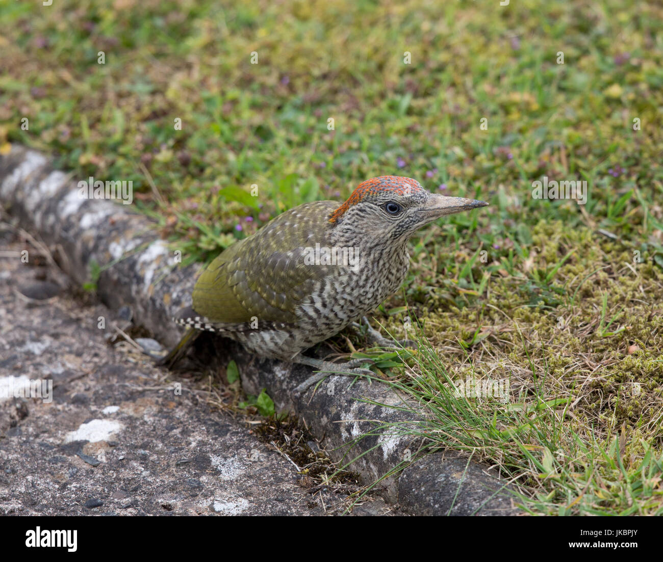 Grünspecht, Picus viridis. Shropshire/Wales Grenzen Stockfoto