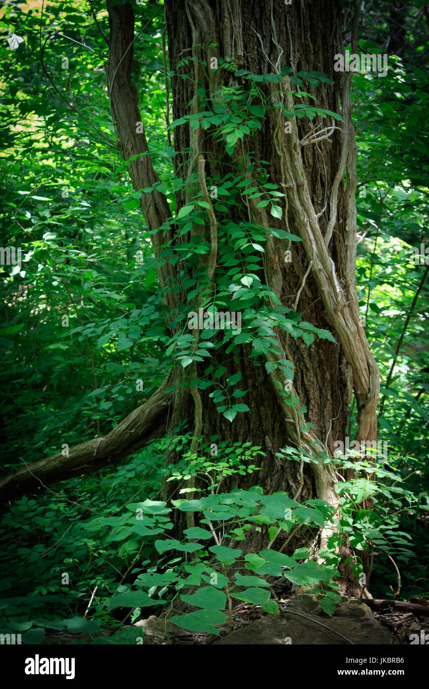 Frühling gefüttert Bach und Wald Wanderwege im römischen Nase State Park in NW Oklahoma in der Nähe von Watonga Stockfoto