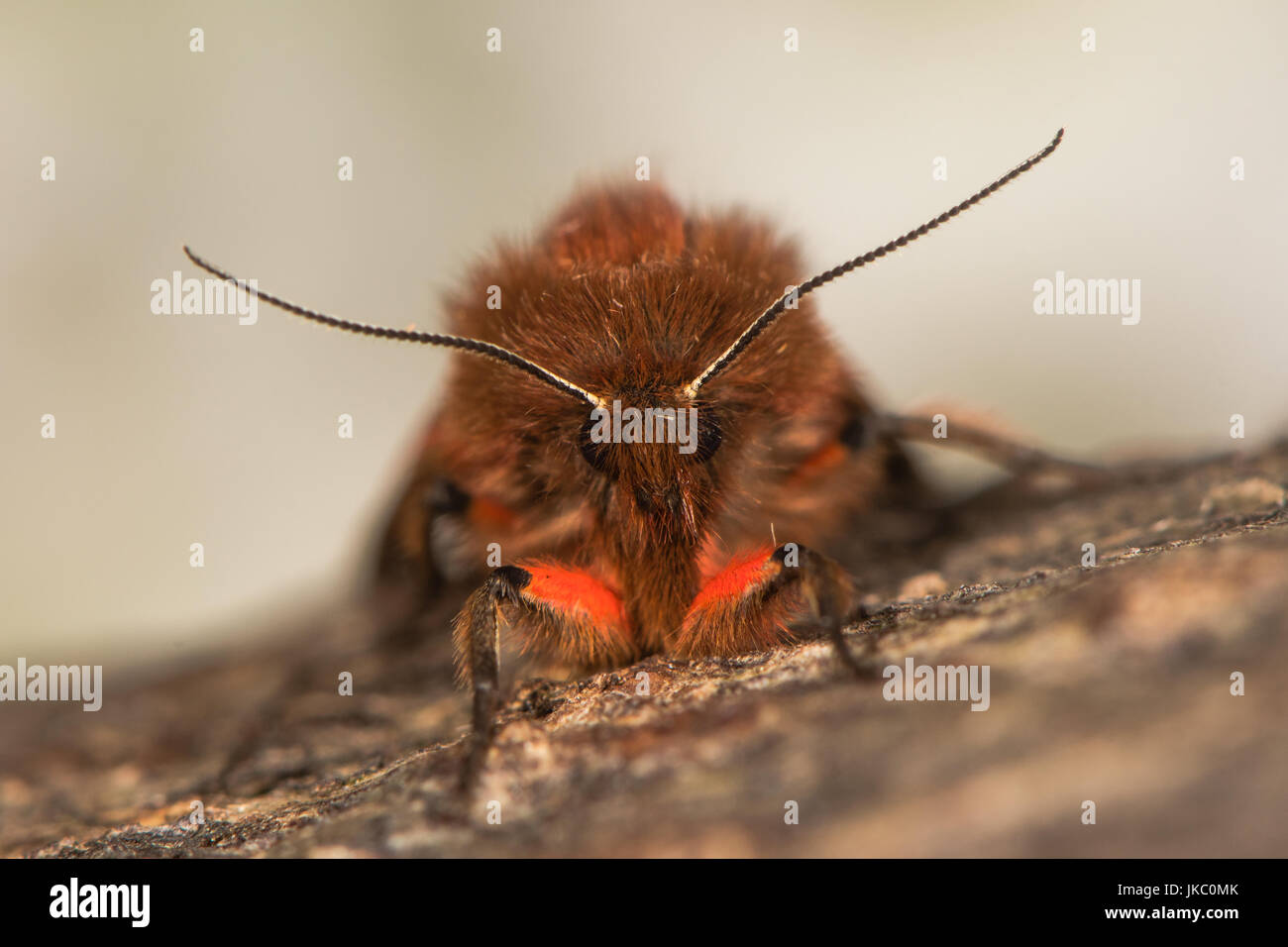 Ruby Tiger Moth (Phragmatobia Fuliginosa) Vorderansicht. Britische Insekt mit roten und braunen Farben, in der Familie Erebidae, zuvor Arctiidae, in Ruhe Stockfoto