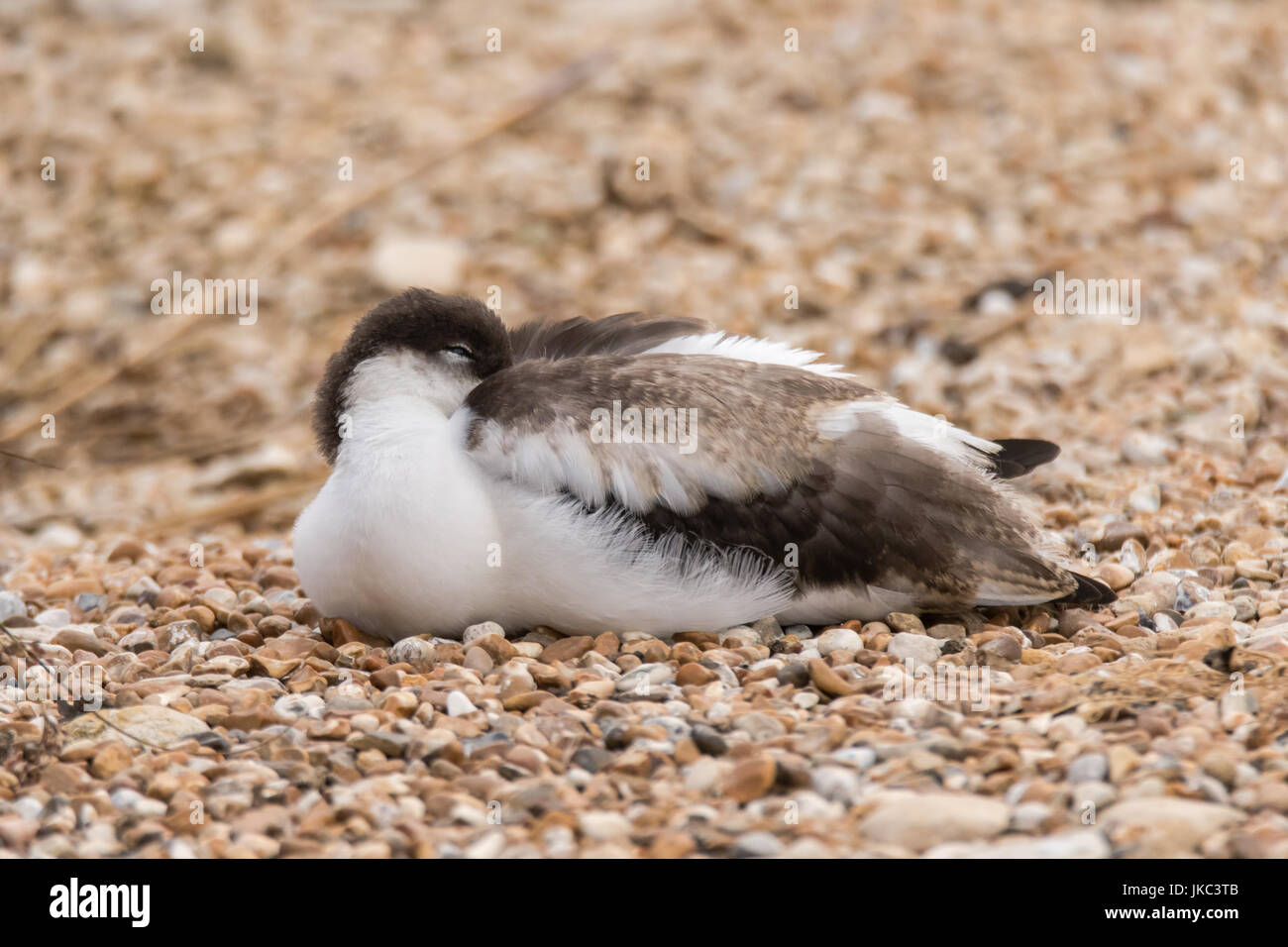 Trauerschnäpper Säbelschnäbler (Recurvirostra Avosetta) schlafen. Großen schwarzen und weißen Wader in der Säbelschnäbler und Stelzenläufer Familie, Recurvirostridae Stockfoto