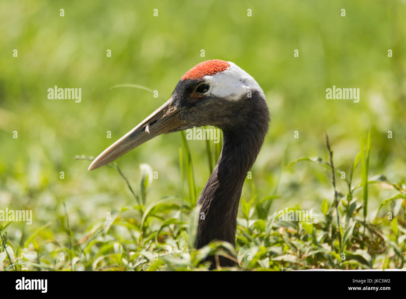 Rot-gekrönter Kran (Grus Japonensis) Kopf und Hals. Große Vogel in der Familie seltene entstehende Vegetation, auch bekannt als japanische gefährdet Kran Stockfoto
