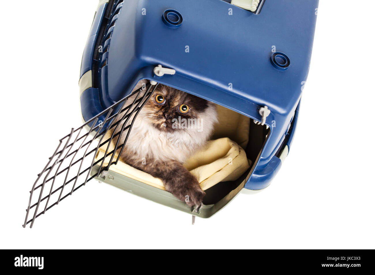 Chinchilla Perser kleine Katze in einer Transportbox, isoliert auf weiss  Stockfotografie - Alamy