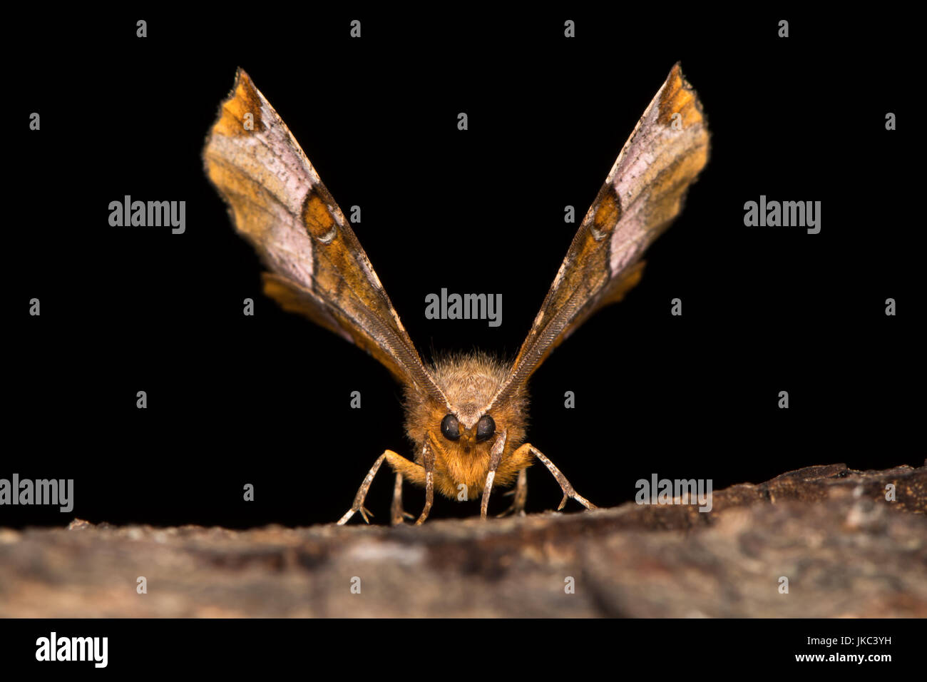 Lila Dorn Motte (Selenia Tetralunaria) Kopf auf. Britische Motte in der Familie Geometridae ruht auf Rinde Stockfoto