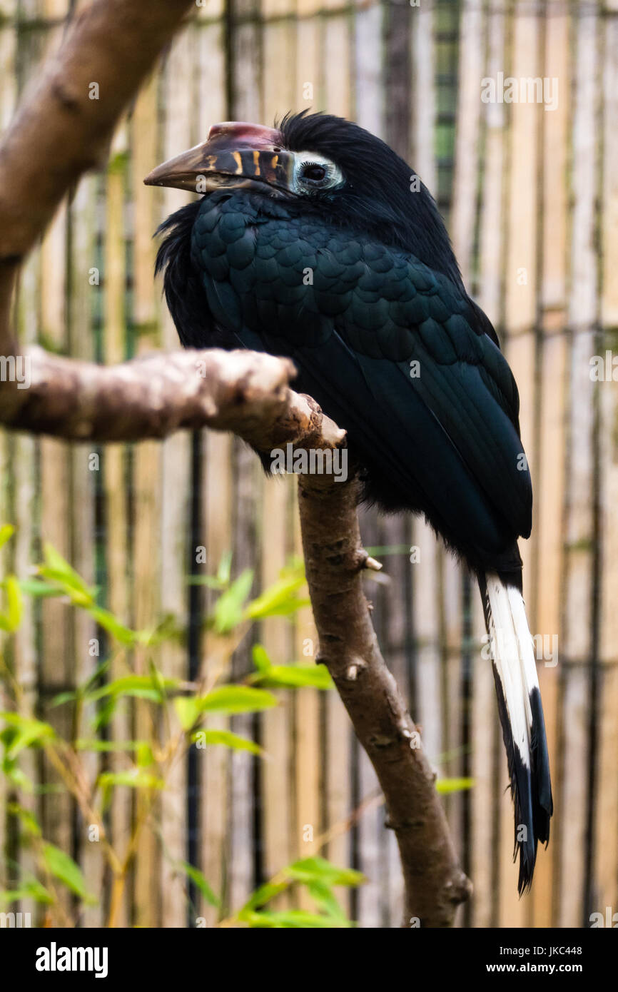 Visayan Hornbill (Penelopides Panini). Vogel gefunden in den tropischen Regenwäldern von den Philippinen, in der Familie Bucerotidae, aka Tarictic hornbill Stockfoto