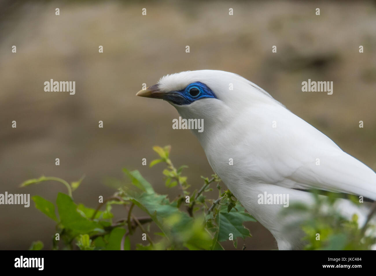 Bali Myna (Leucopsar Rothschildi) im Profil. Vom Aussterben bedroht Vogel aka Rothschilds Mynah, Balistar oder Bali Mynah Stockfoto
