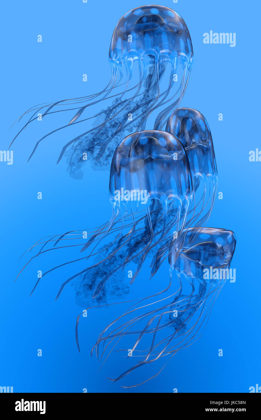 Mehrere blaue entdeckt Quallen schwimmen gemeinsam in einer Gruppe Blüte im klaren Meerwasser. Stockfoto
