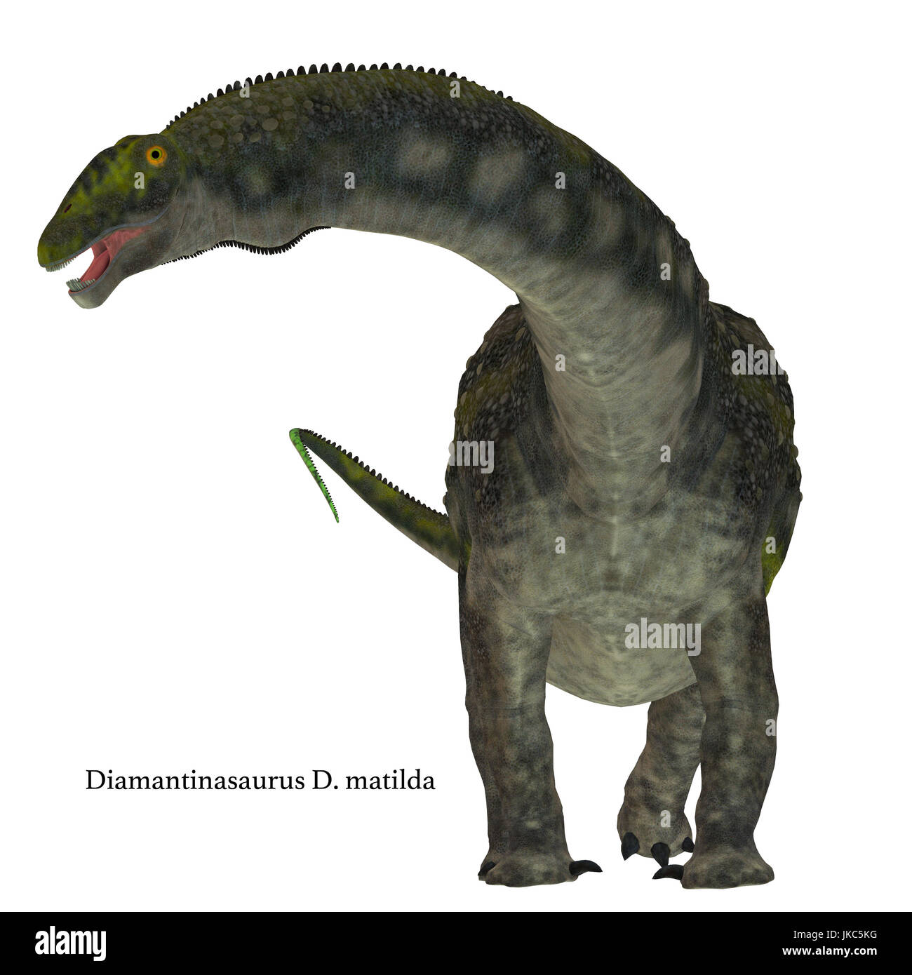 Diamantinasaurus war ein Pflanzenfressenden sauropoden Dinosaurier, die in Australien in der Kreidezeit lebten. Stockfoto