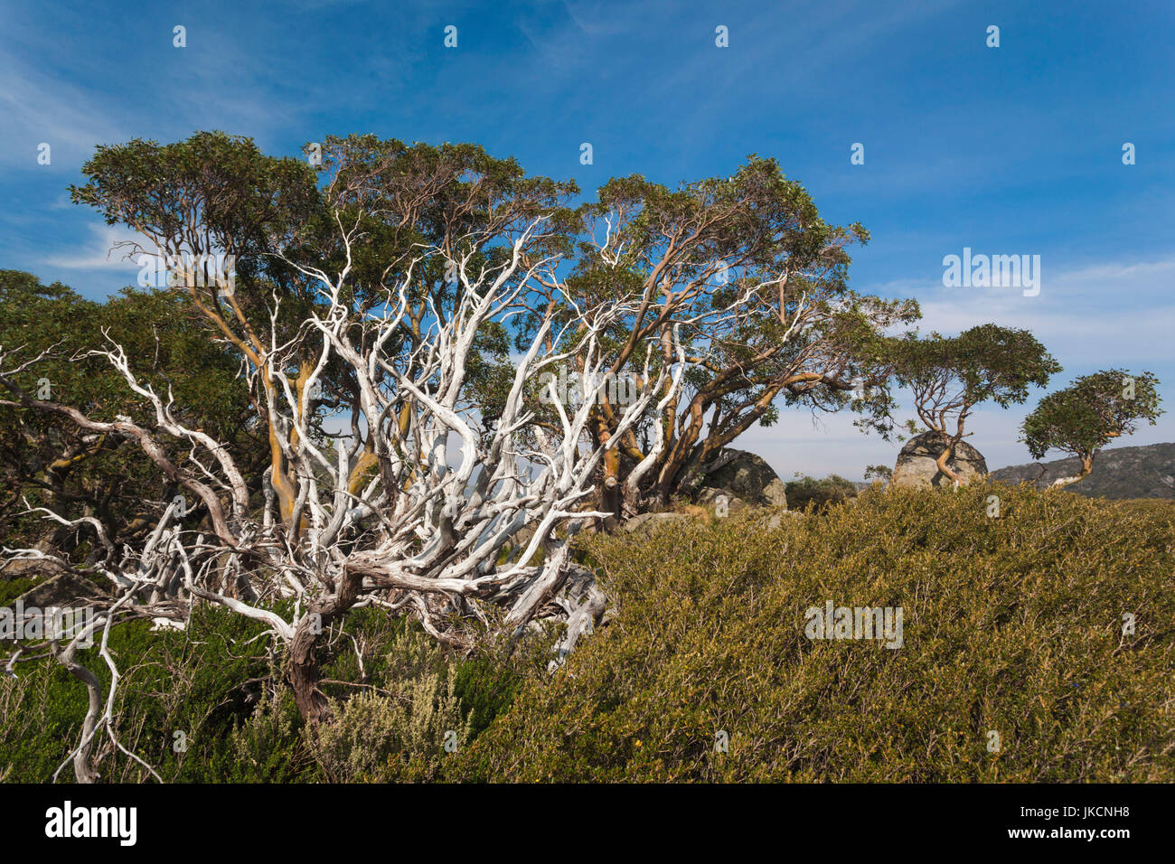 Australien, New South Wales, NSW, Kosciuszko-Nationalpark, Thredbo, Landschaft mit Bäumen Stockfoto