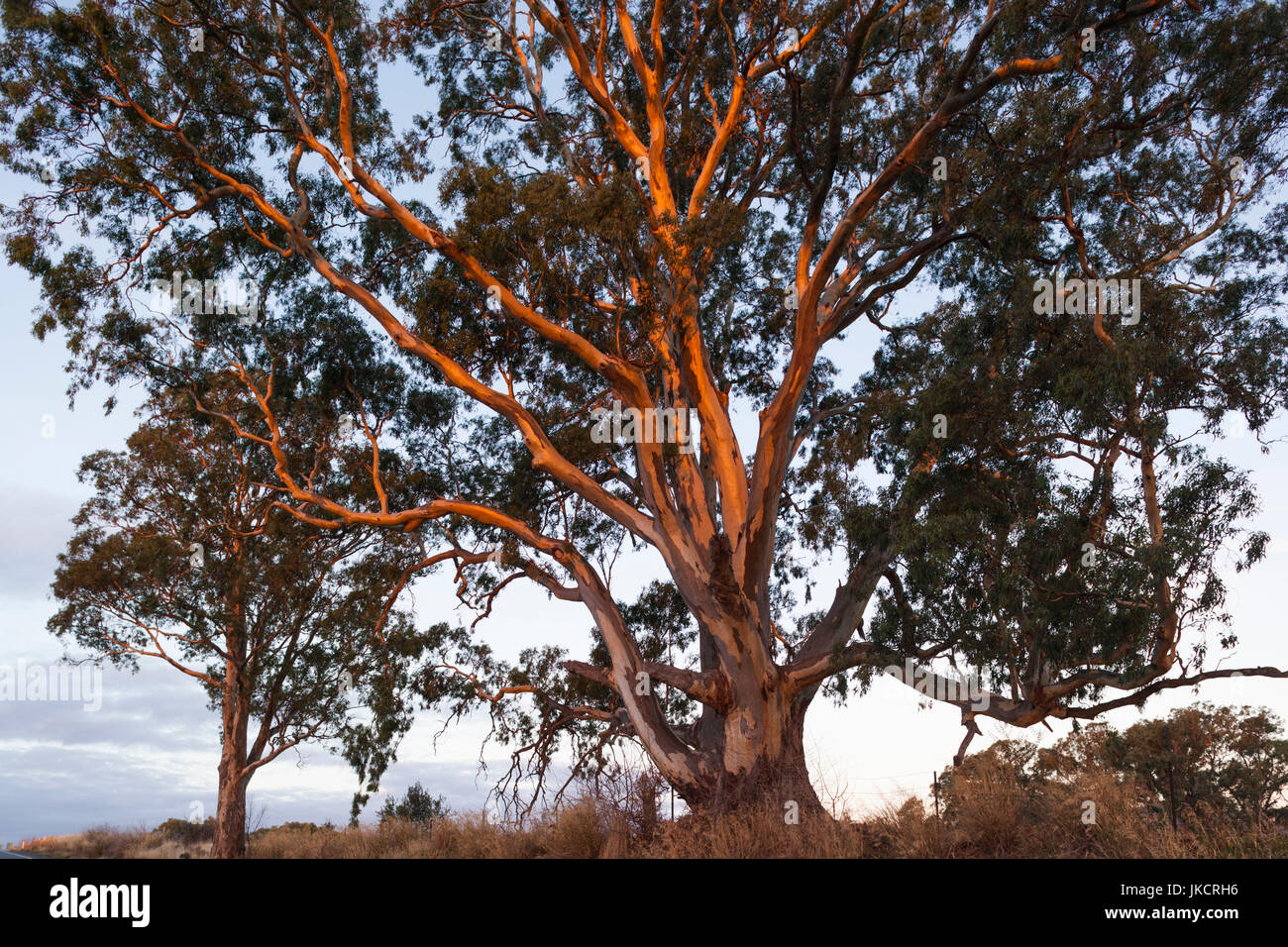 Australien, South Australia, Barossa Valley, Rowland Flat gum Bäumen am Sunset Stockfoto