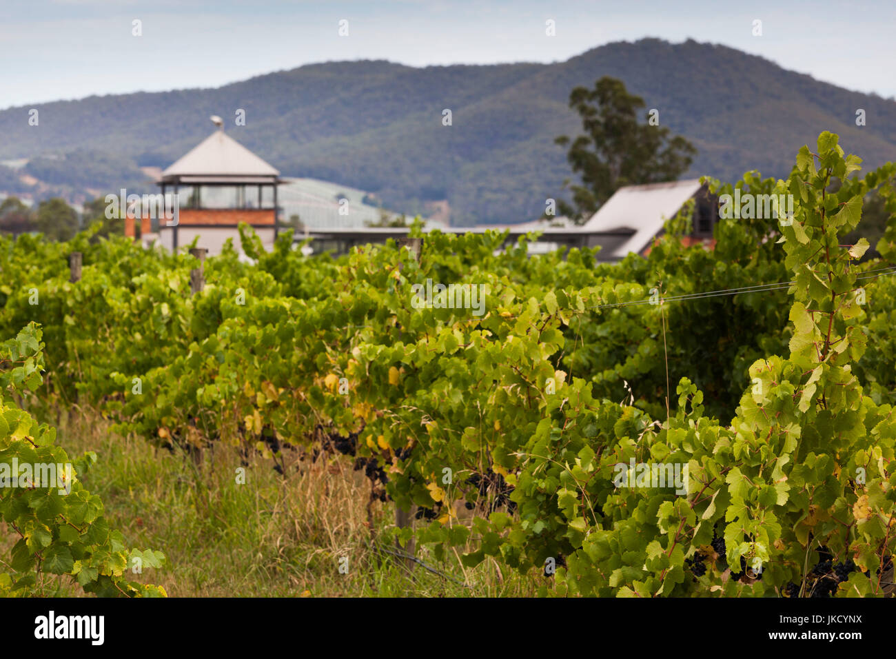 Australien, Victoria, VIC, Yarra Valley, Coldstream, Rochford Winery Stockfoto