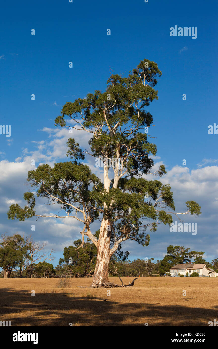 Australien, Victoria, VIC, Yarra Valley, gum tree Stockfoto