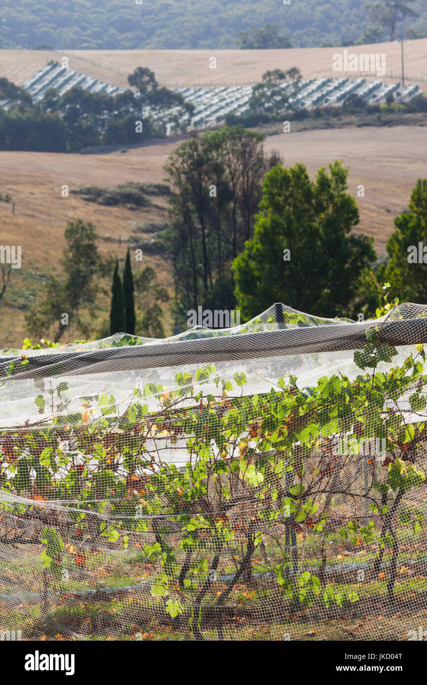 Australien, Victoria, VIC, Yarra Valley, Weinberg Stockfoto