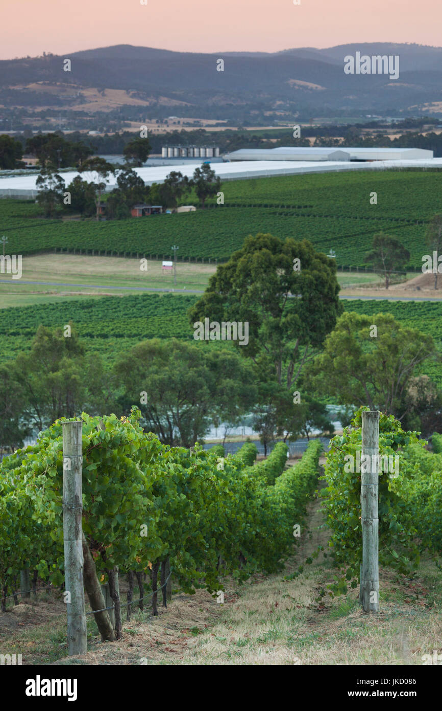 Australien, Victoria, VIC, Yarra Valley, Weinberg Stockfoto