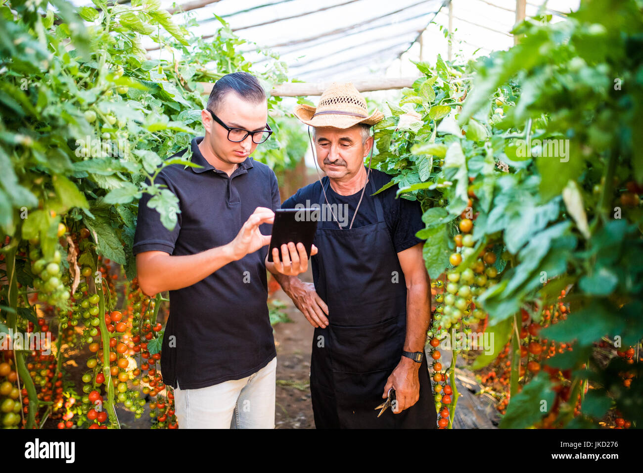 Zwei Landwirtschaft Landwirt Arbeiter Ckecking Bestellungen von Cherry-Tomate auf Tablet von Kunden im Gewächshaus. Landwirtschaft-Geschäft. Landwirtschaft Stockfoto
