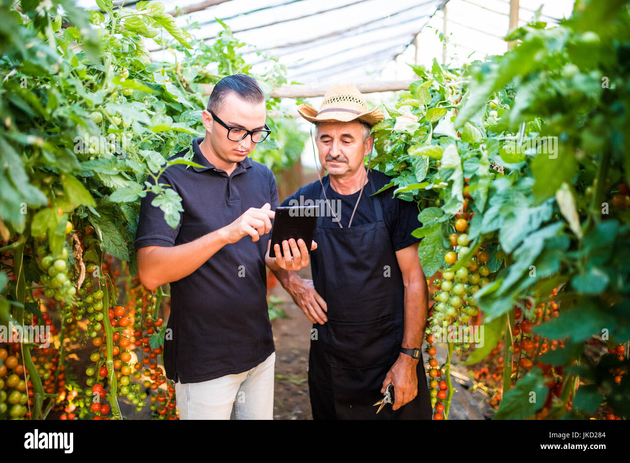 Zwei Landwirtschaft Landwirt Arbeiter Ckecking Bestellungen von Cherry-Tomate auf Tablet von Kunden im Gewächshaus. Unternehmen Landwirtschaft Landwirtschaft Stockfoto