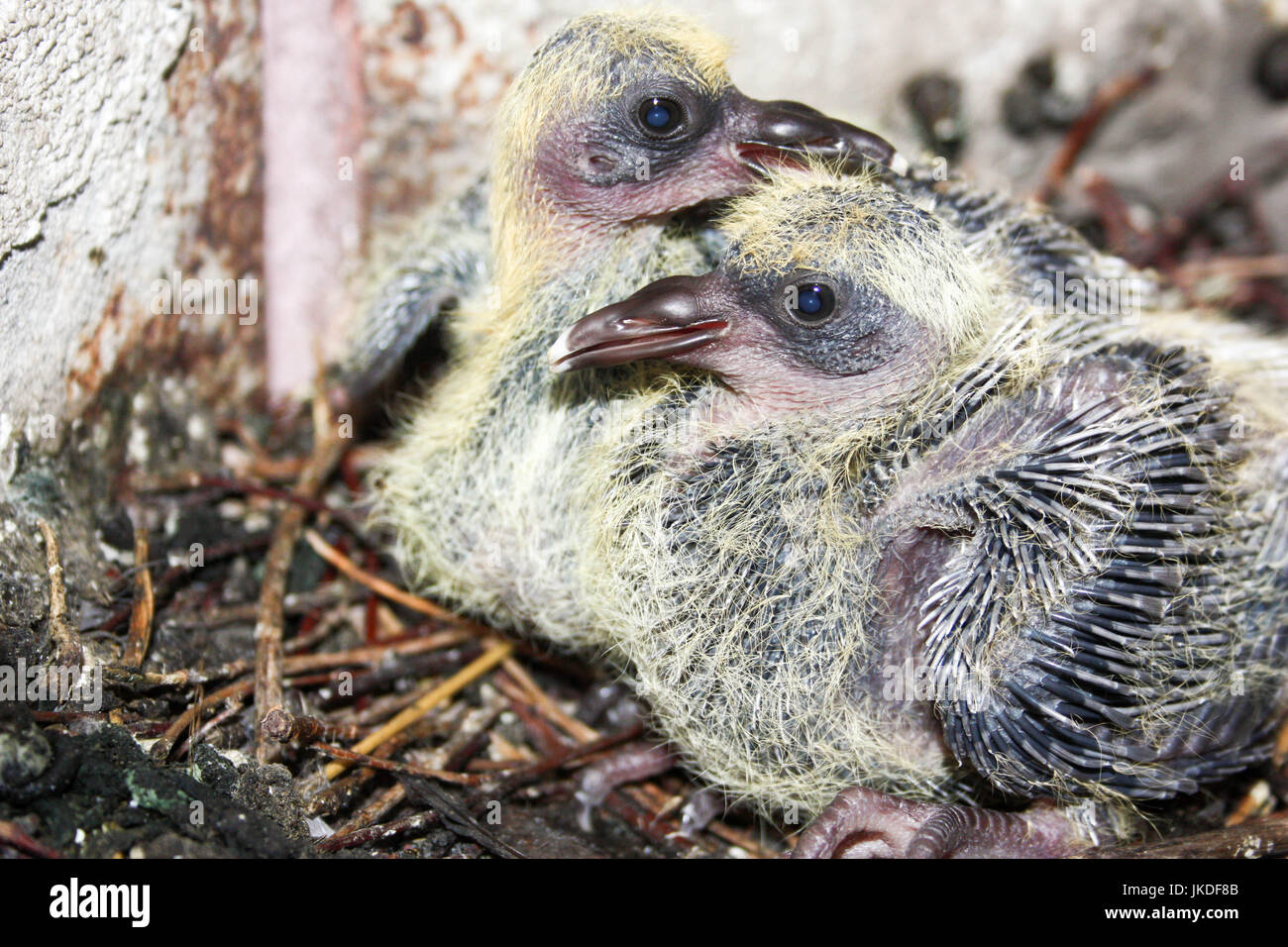 Brüten Tauben Immer Im Gleichen Nest Die junge Taube im Nest der Zweige. zwei. Mit kleinen Gefieder. Foto