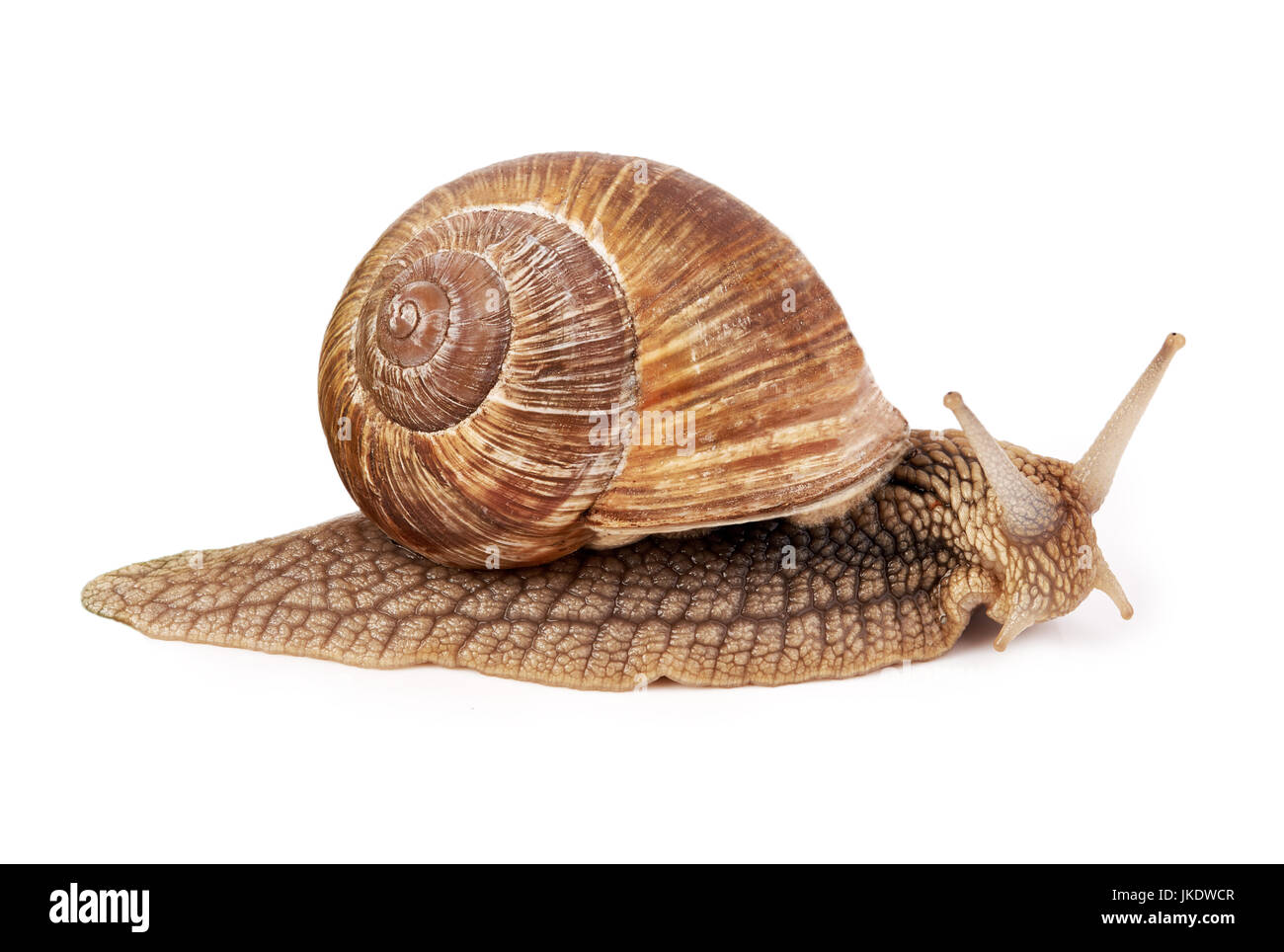 Schnecke (Helix Pomatia) isoliert auf weißem Hintergrund Stockfoto