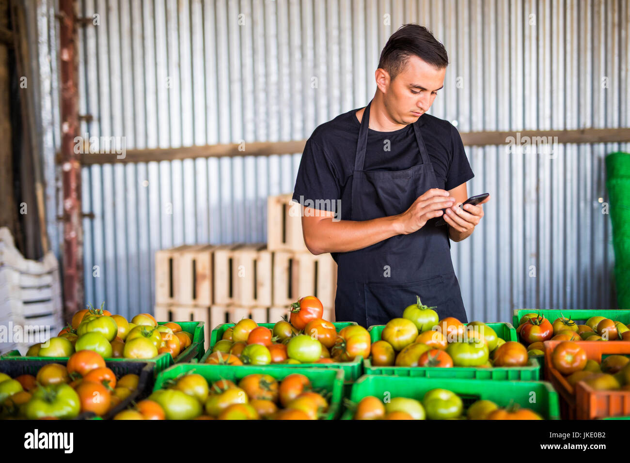 Junge Mann, zählen oder schreiben auf Handy Quantitate sammeln Tomaten im Gewächshaus. Online-Verkauf von Tomaten auf telefonische Bestellungen des Kunden. Agricultur Stockfoto