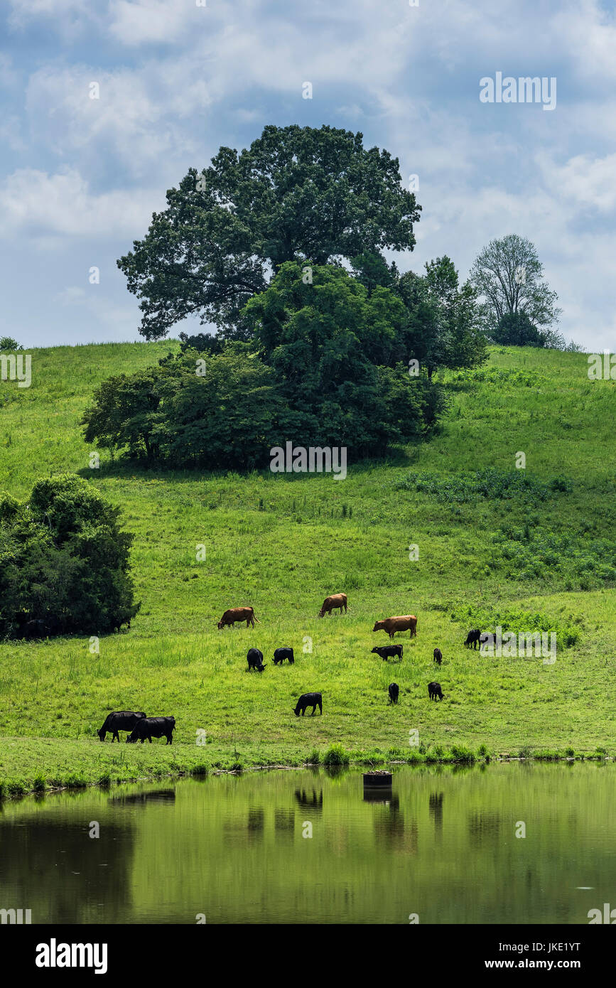 Rinder grasen auf einer hügeligen Weideland, Tennessee, USA. Stockfoto
