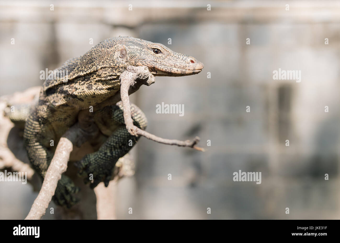 Wasser-Monitor oder Varanus Salvator auf Ast, Raubtier Tier Stockfoto