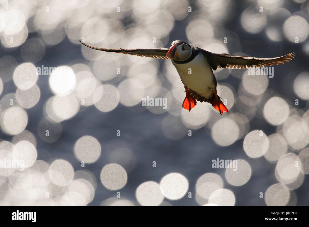 Ein Papageientaucher (Fratercula Arctica) fliegt Hintergrundbeleuchtung gegen die untergehende Sonne, Shetland, UK Stockfoto