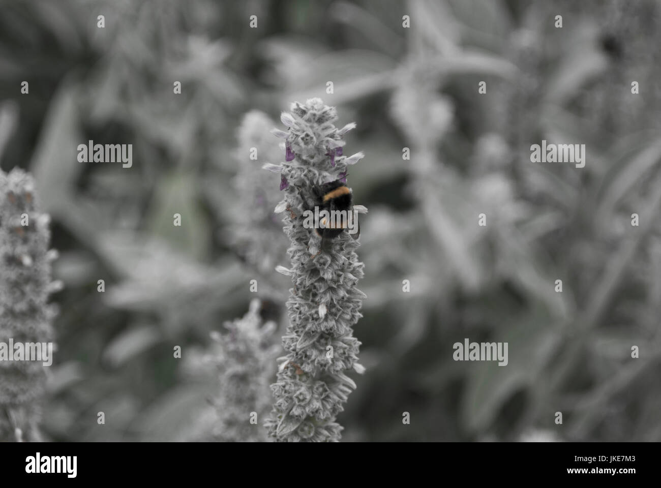 Blütenpollen sammeln von einer Pflanze Low Vibrance Stockfoto