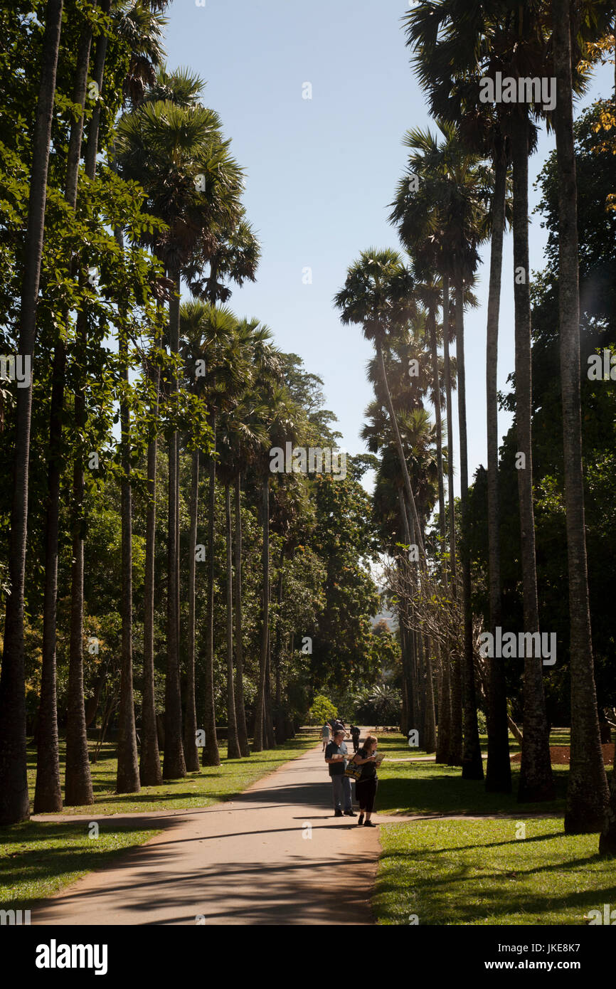 Royal Palm Avenue Peradeniya Botanischer Garten Kandy