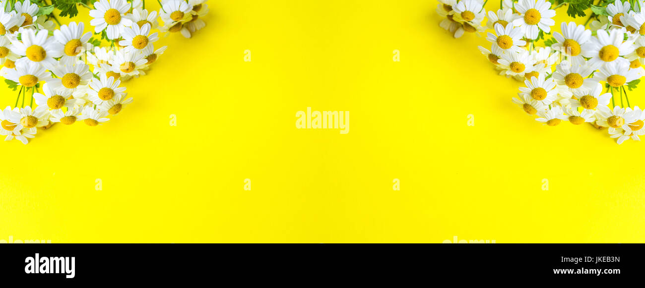 Kamillenblüten auf gelbem Hintergrund mit Textfreiraum Stockfoto