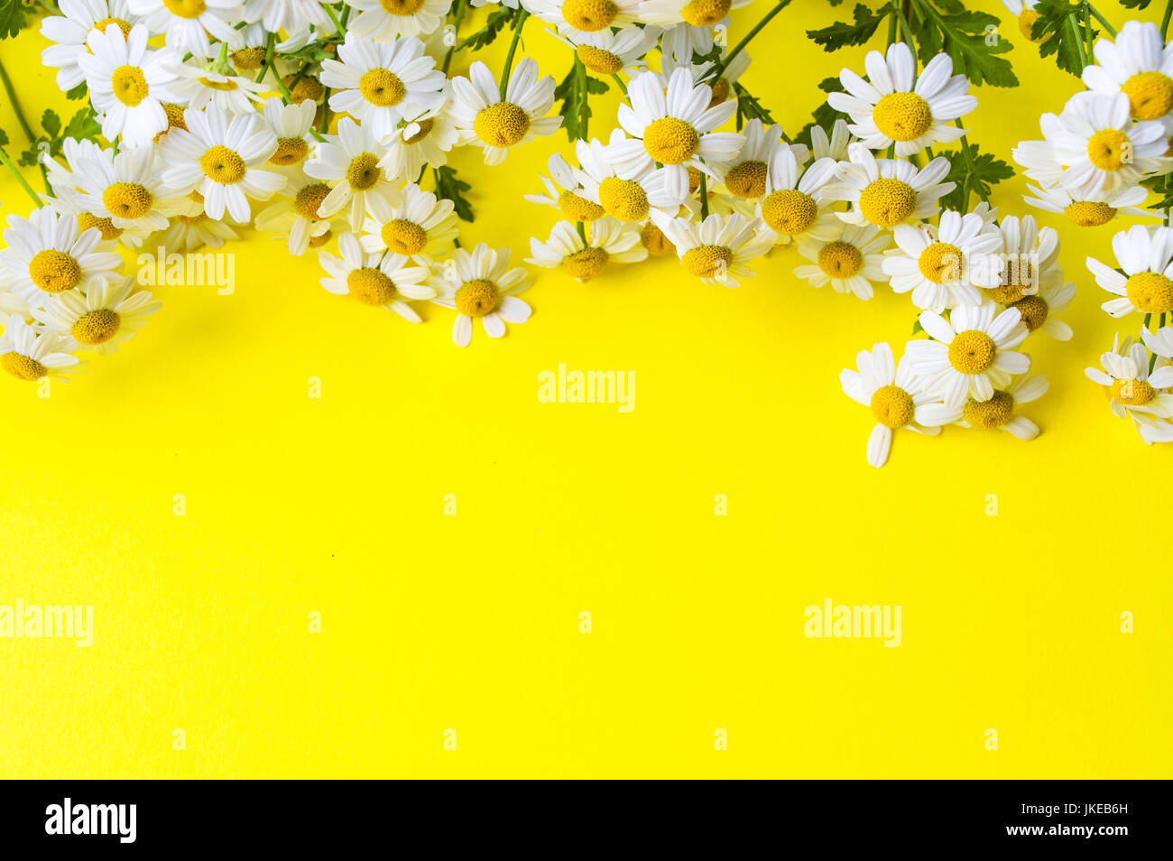 Kamillenblüten auf gelbem Hintergrund mit Textfreiraum Stockfoto