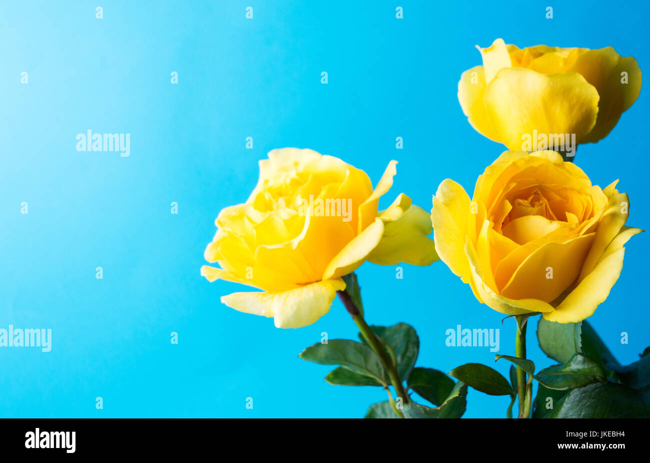 Gelbe Rosen türkis blauem Hintergrund Stockfoto