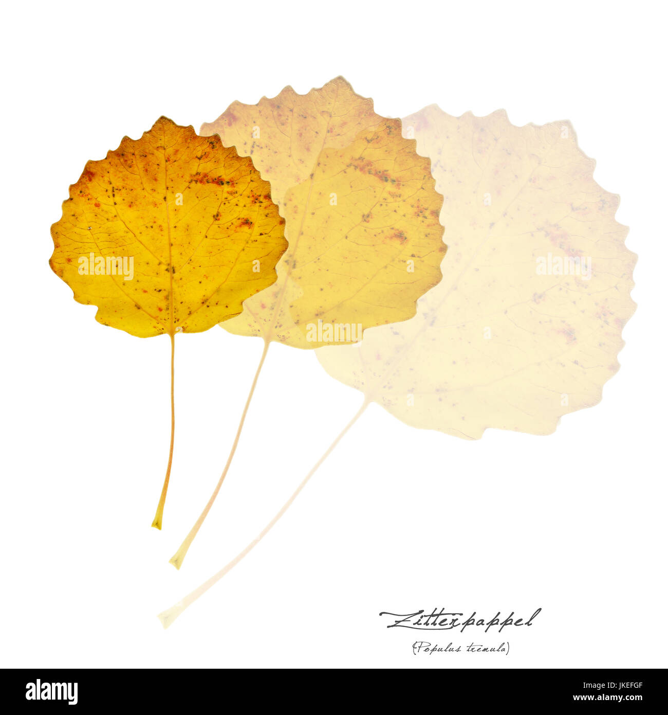 Collage mit Blättern von Zwerg-Pappeln (Populus Tremula) Stockfoto